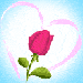 Ruža v srdci